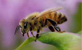 honey-bee