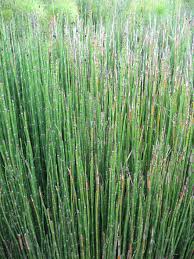 horsetail