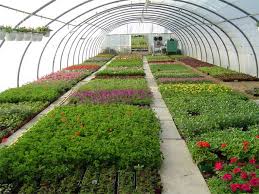 horticultural