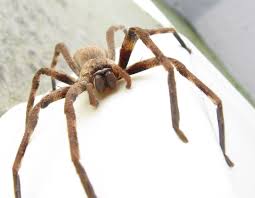 huntsman