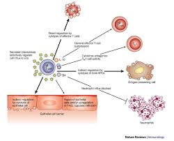 immunoregulation