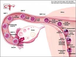 implantation
