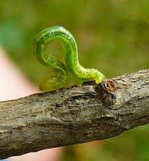 inchworm