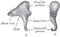 incus