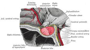 infundibulum