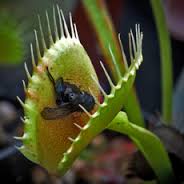 insectivorous