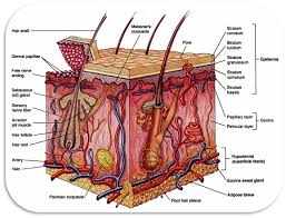 integumentary