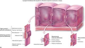 intercellular