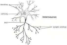 interneuron