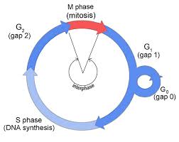 interphase
