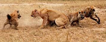 interspecific