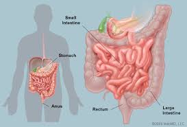 intestine