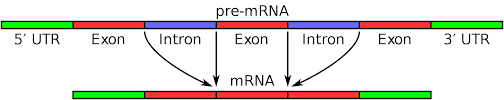intron