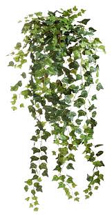 ivy