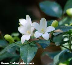 jessamine