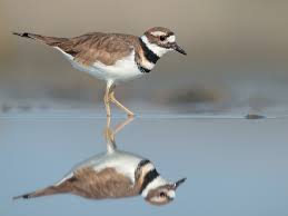 killdeer