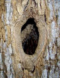 knothole