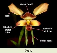 labellum