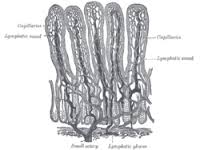 lacteal