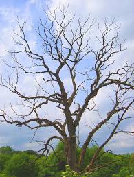 leafless