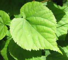 leaved