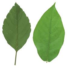 leaves