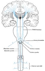 lemniscus