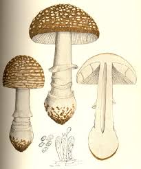 limbate