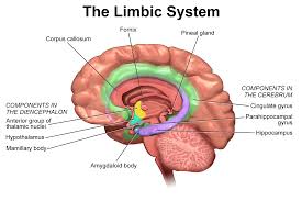 limbic