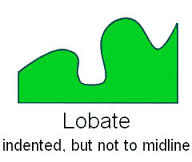 lobate