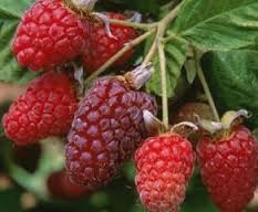 loganberry