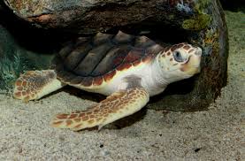 loggerhead