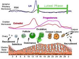 luteal