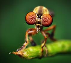 macrophotography