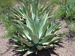 maguey