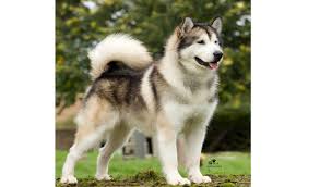 malamute