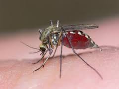 malarial
