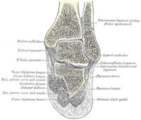 malleolus