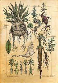 mandragora
