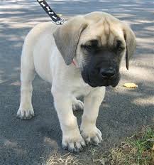 mastiff