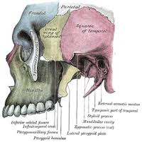 maxillary