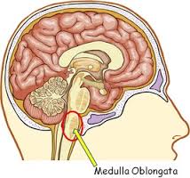 medulla