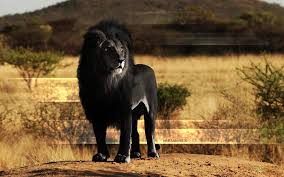 melanism