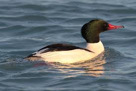 merganser
