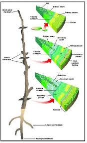 meristem