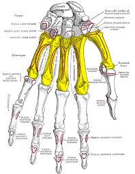 metacarpus