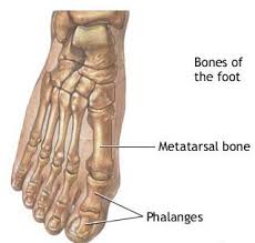 metatarsal
