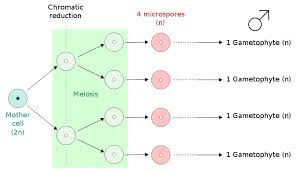 microspore