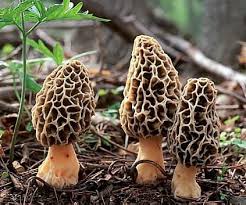 morel