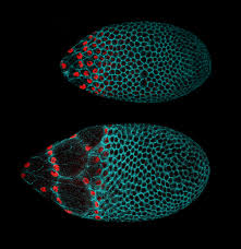 morphogenesis